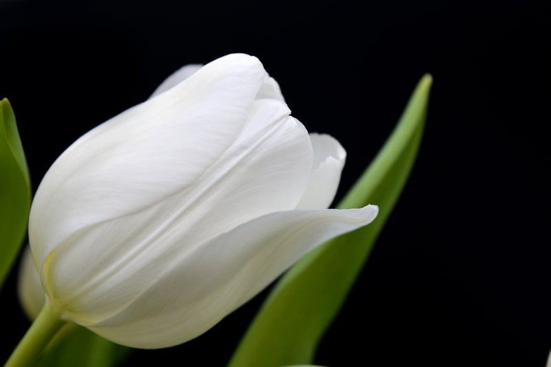 Secretive Whispers Image